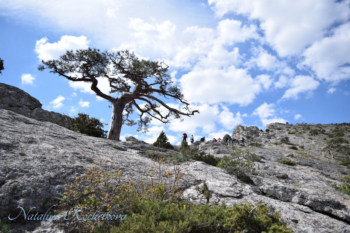 Природа Крыма - Amazing Cosmea