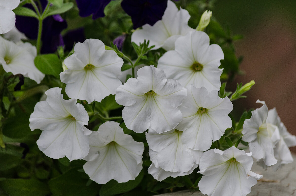 *** - Виктор Иванович Чернюк