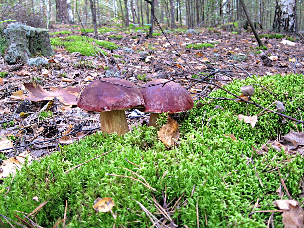 Парочка - Евгений Корьевщиков