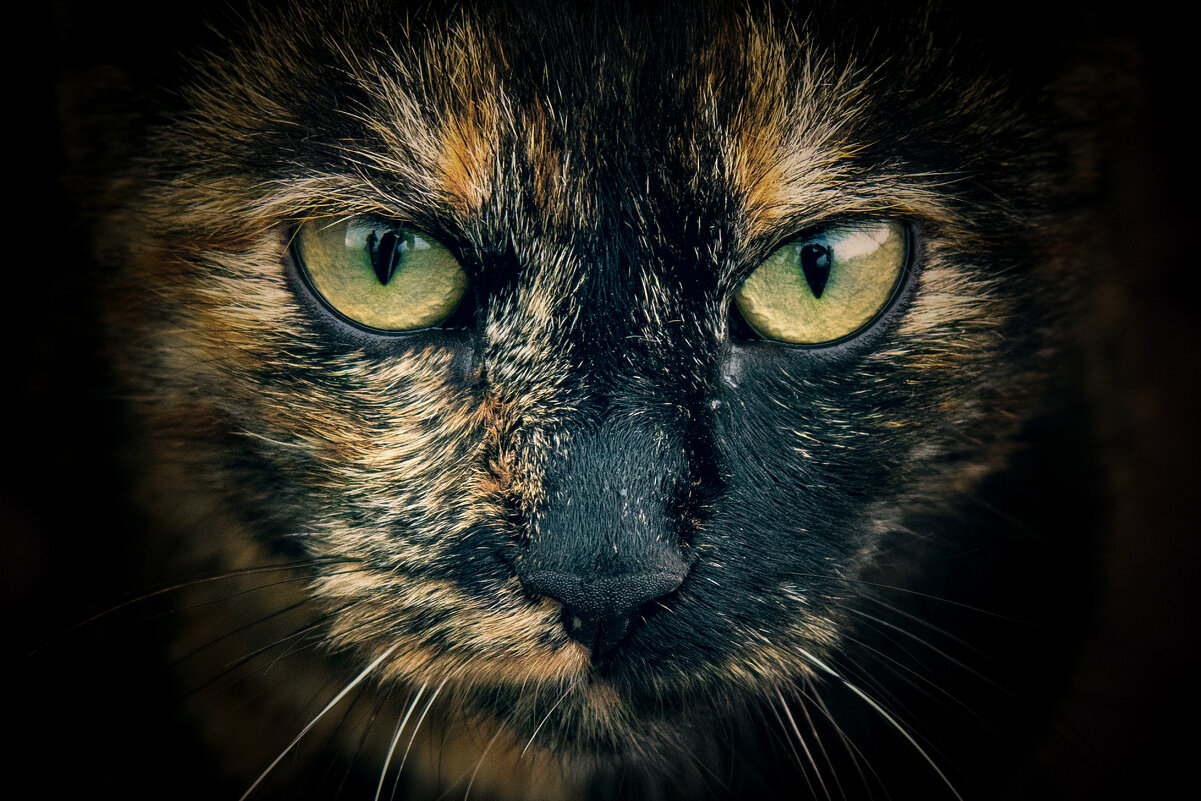 *** - Николай Чекалин