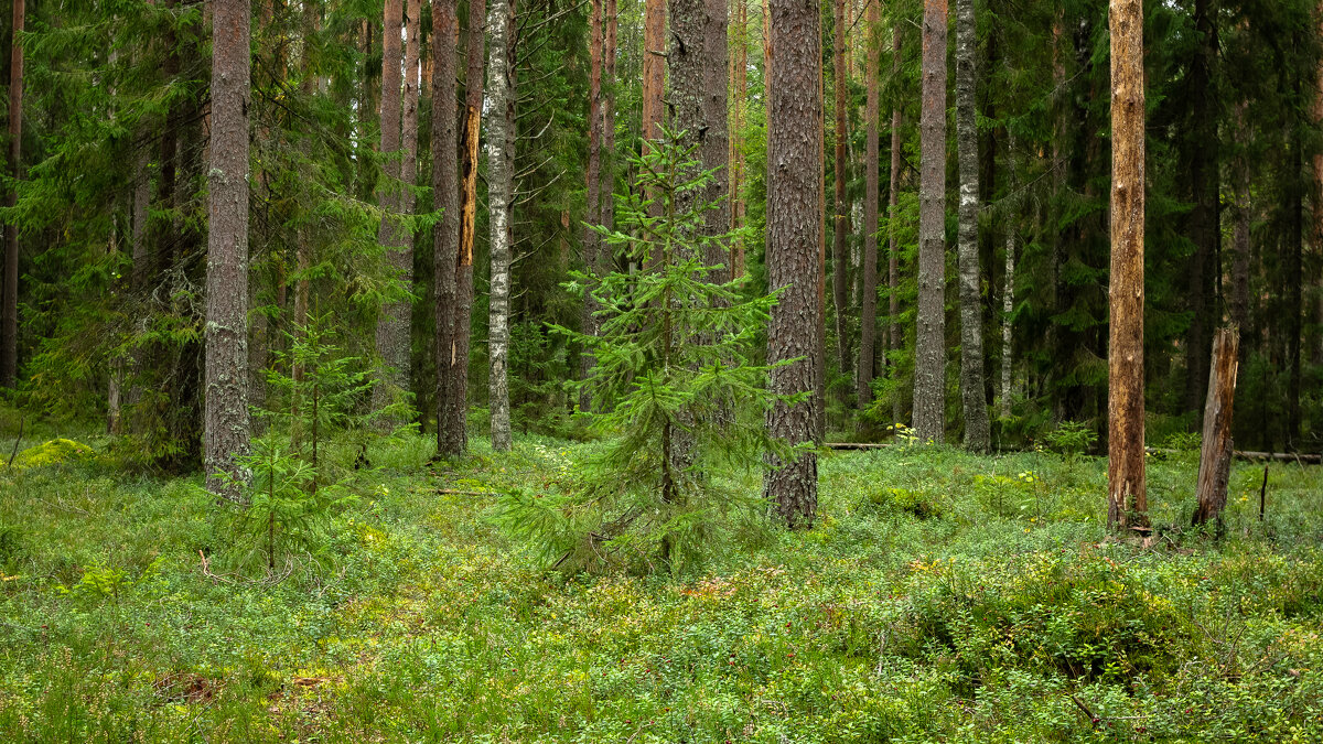 Young spruce in the pine forest | 4 - Sergey Sonvar
