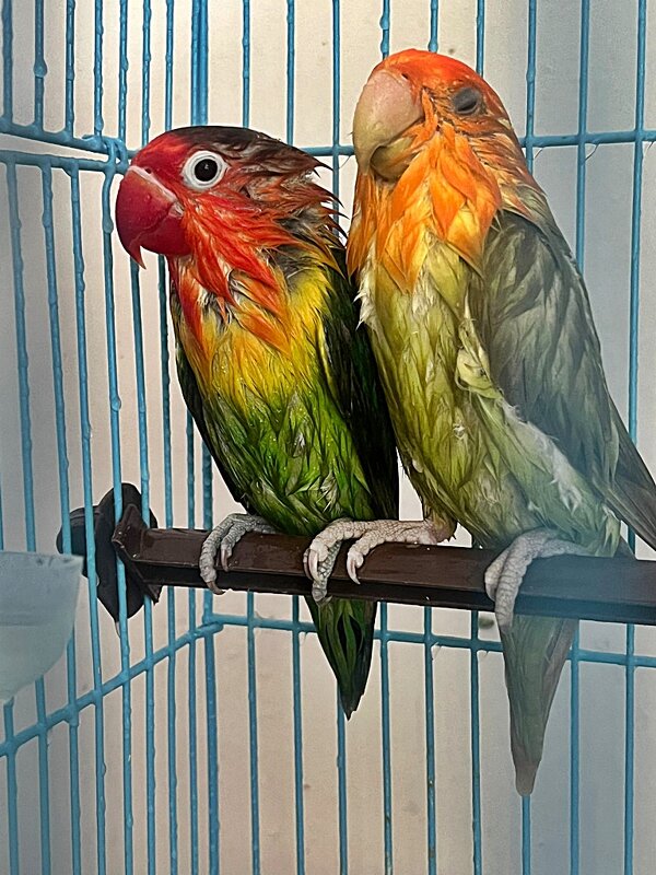 ПОПУГАЙЧИКИ   ПОСЛЕ   КУПАНИЯ - Анатолий Малобродский