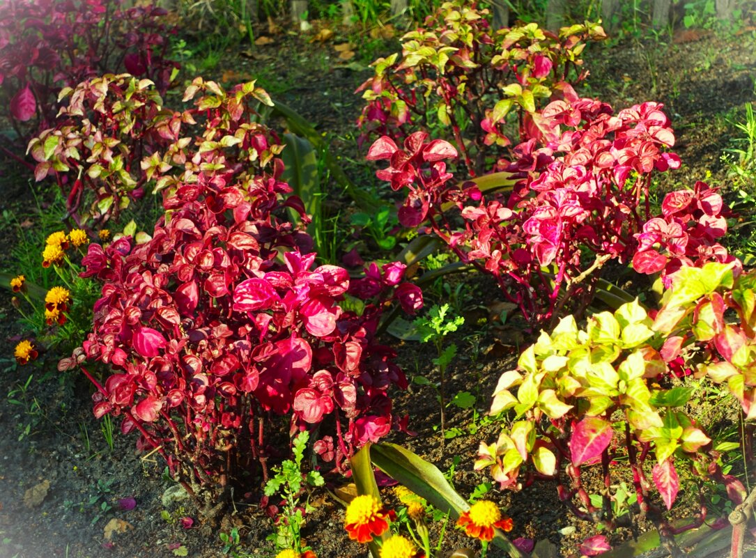 Осенние цветочки - Aida10 