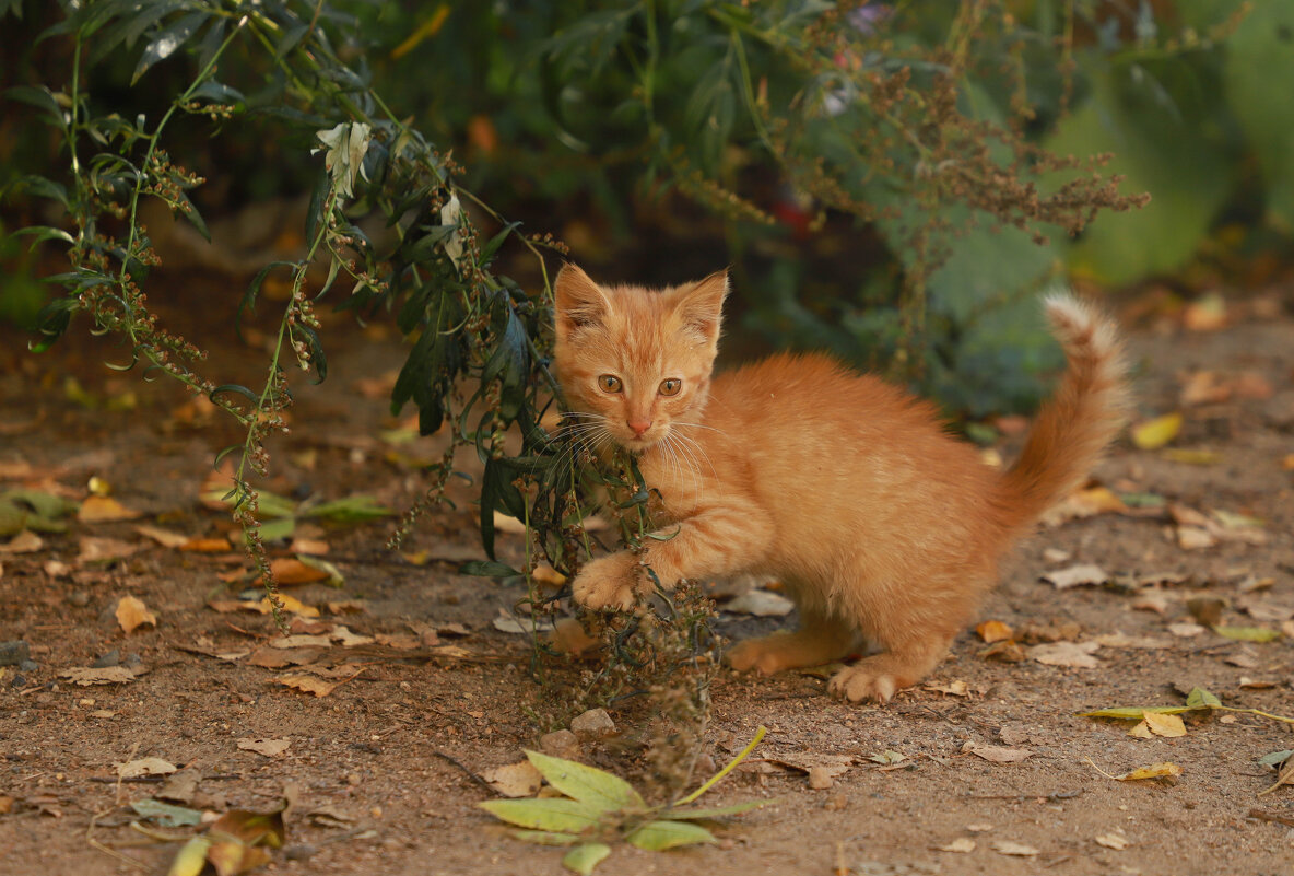 .. - Елена Сиднина