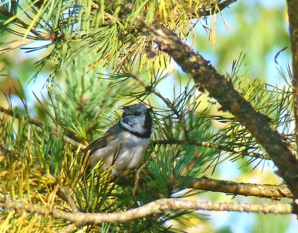 хохлатая синица или гренадёрка - gawrilа - dan