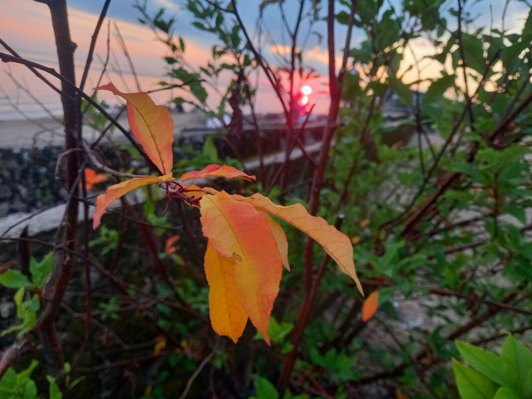 Черёмуха - Сапсан 