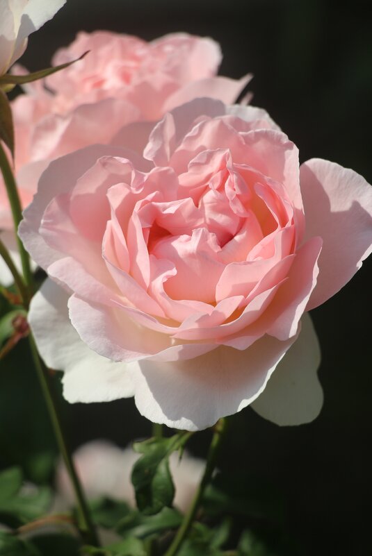 Летне-цветочное - Наталья Герасимова