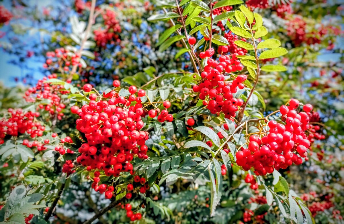 Гроздья рябины красной - Veera V Гроздья рябины красной - Veera V