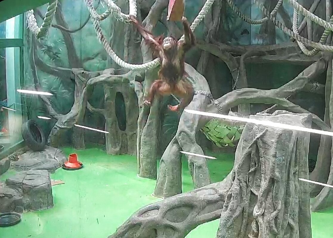 Из жизни зоопарка - Сергей Б.