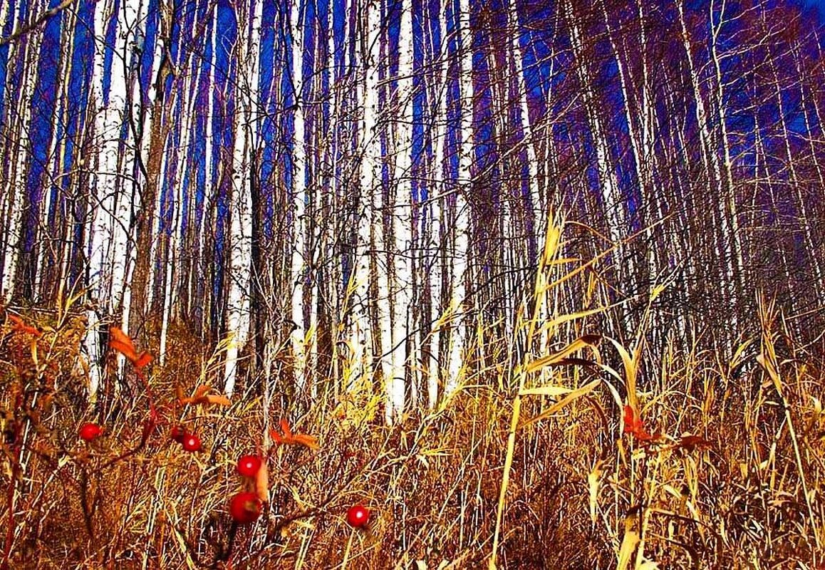 Березняк на осеннем берегу протоки Пим! - Владимир Березняк на осеннем берегу протоки Пим! - Владимир