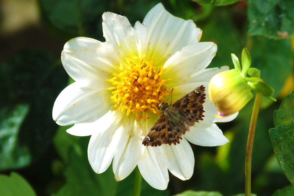 *Толстоголовка Альцея и георгина - Валентин Семчишин