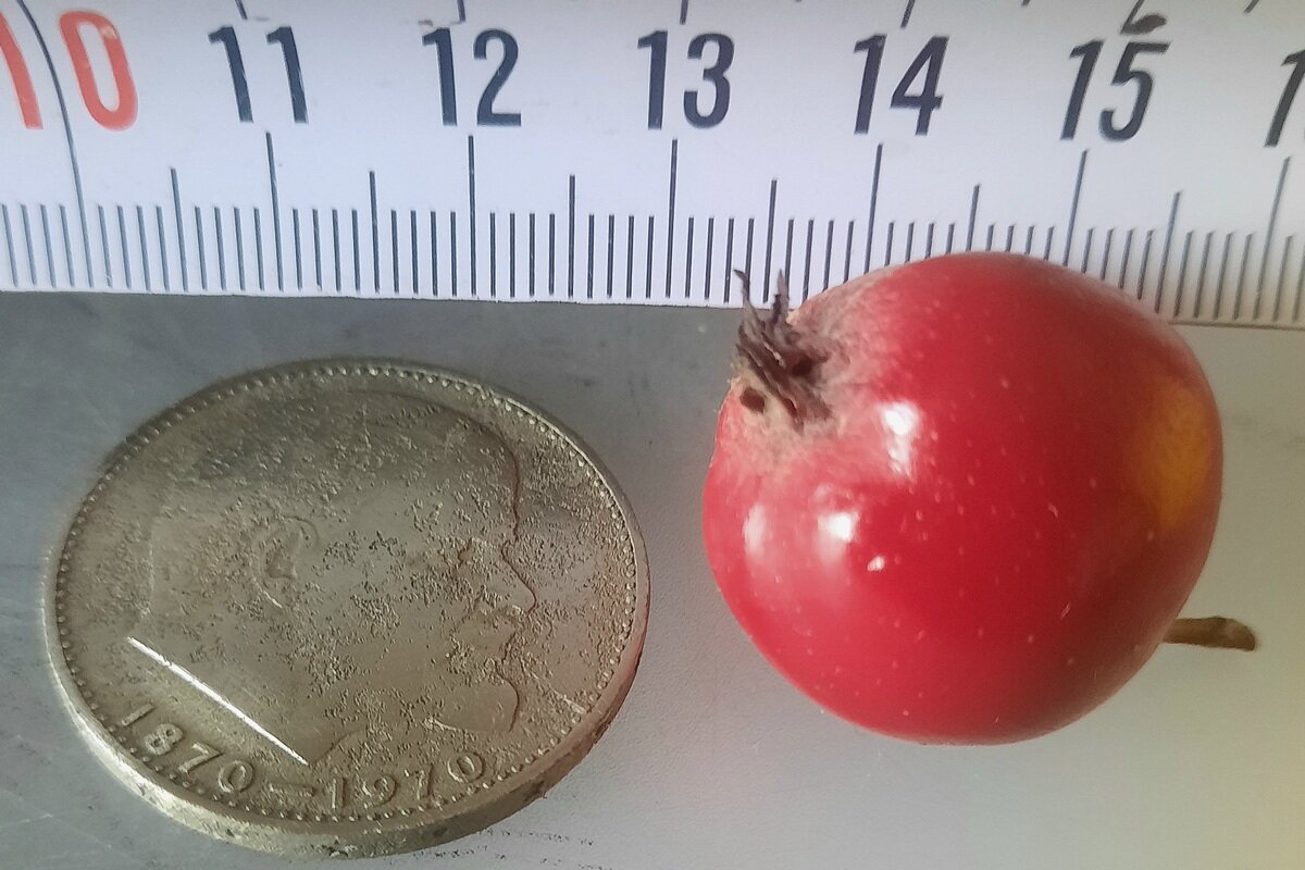 Боярышник как Райка - Сеня Белгородский Боярышник как Райка - Сеня Белгородский