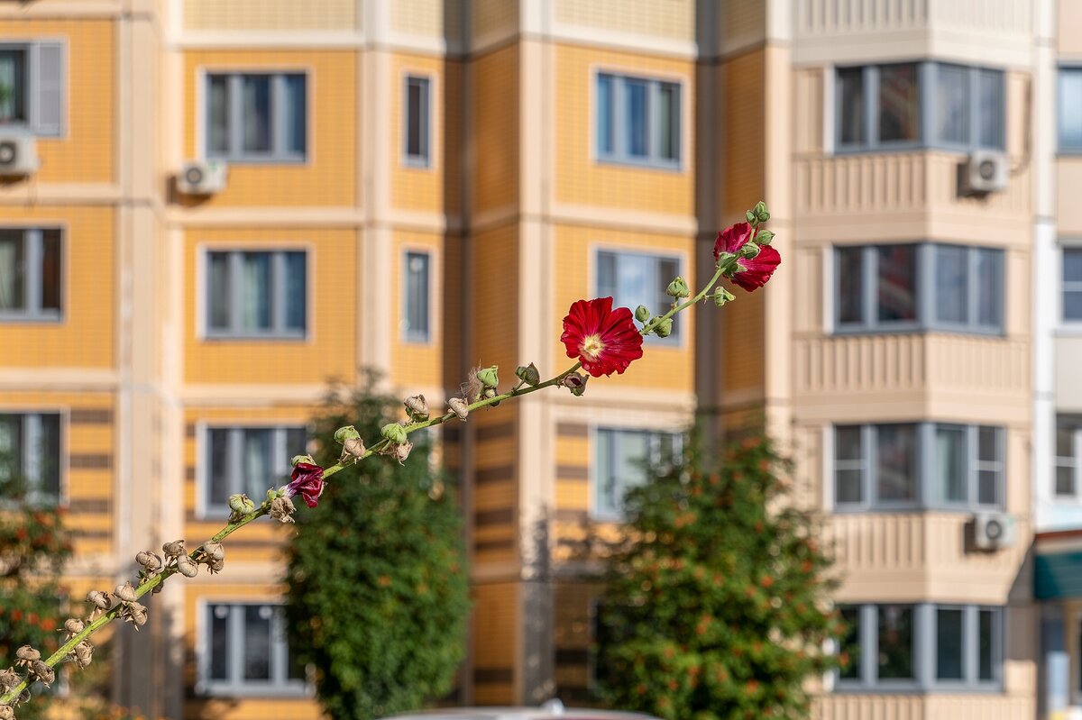 Мальва расцвела в сентябре - Валерий Иванович