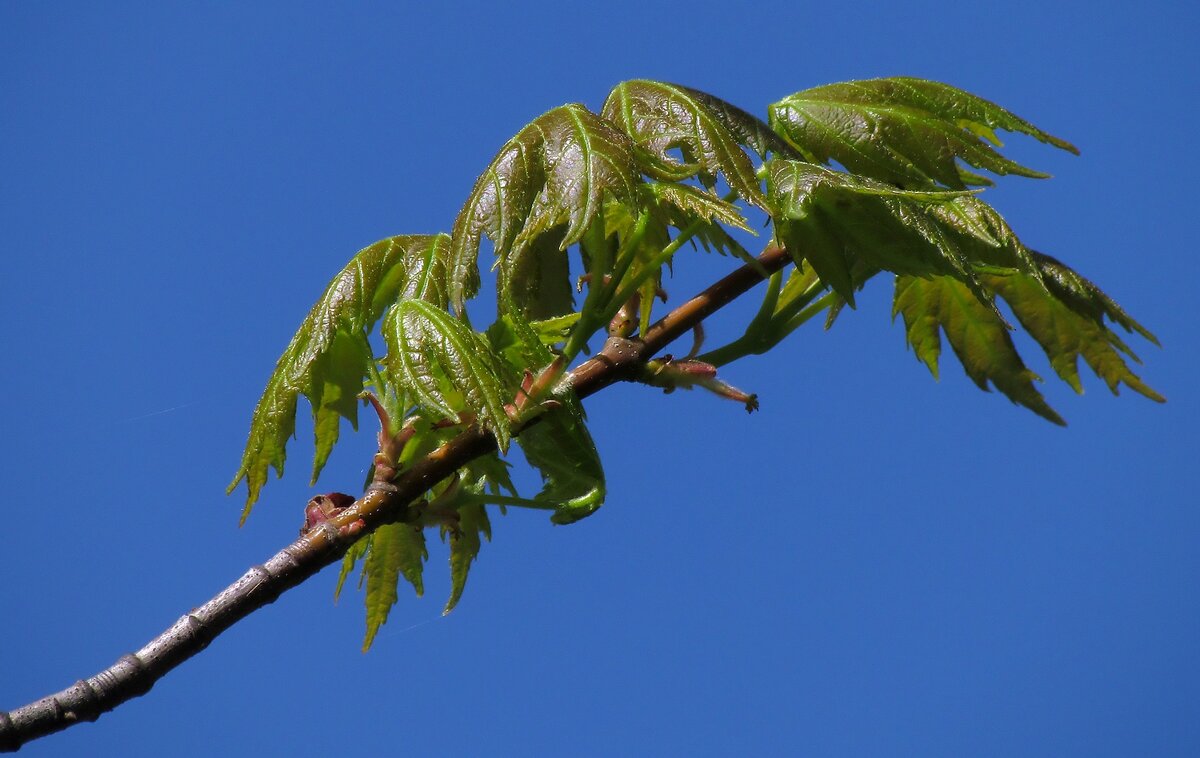 Детали природы - Роман Савоцкий