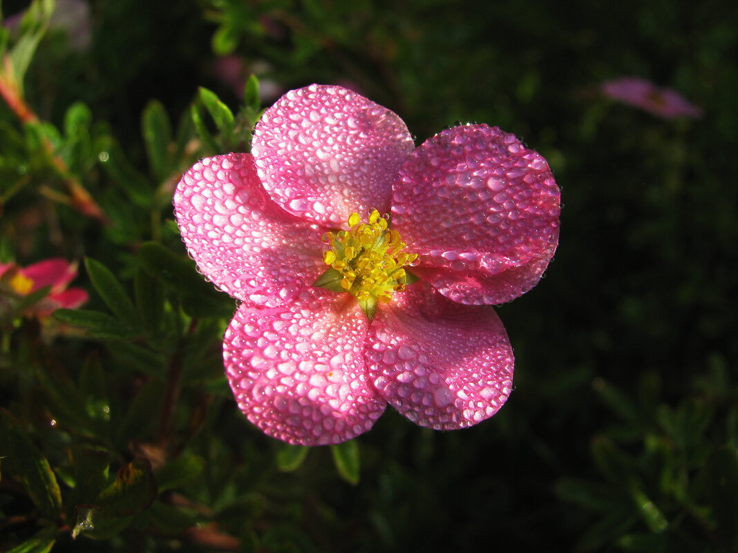 Лапчатка в росе - Людмила Смородинская