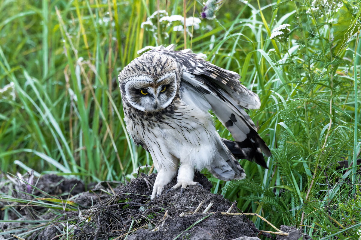 птенец болотной совы - юрий макаров птенец болотной совы - юрий макаров