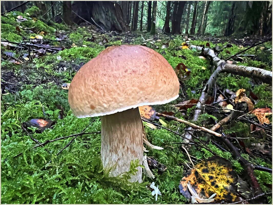 Белый. - Валерия Комова