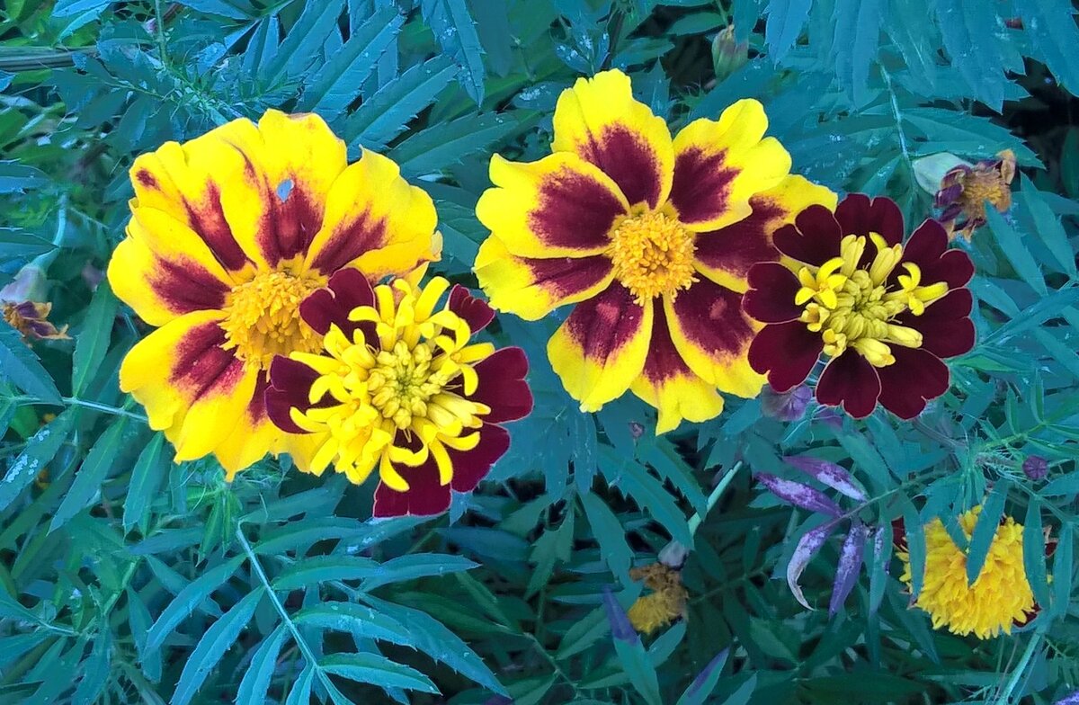 ****** - Елена Семигина