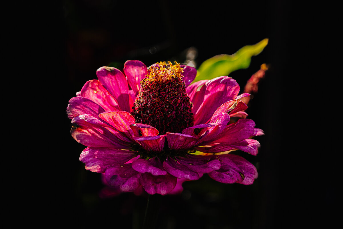 Цинния - Sergei Vikulov