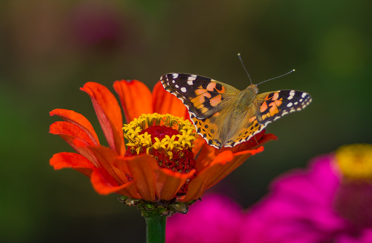 Репейница. - Sergey (Apg)