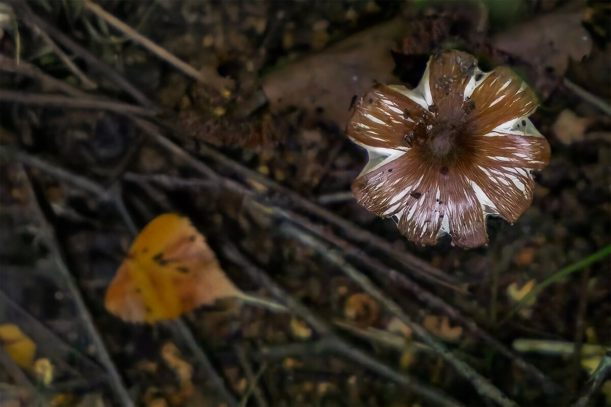 в лесу - Michel 