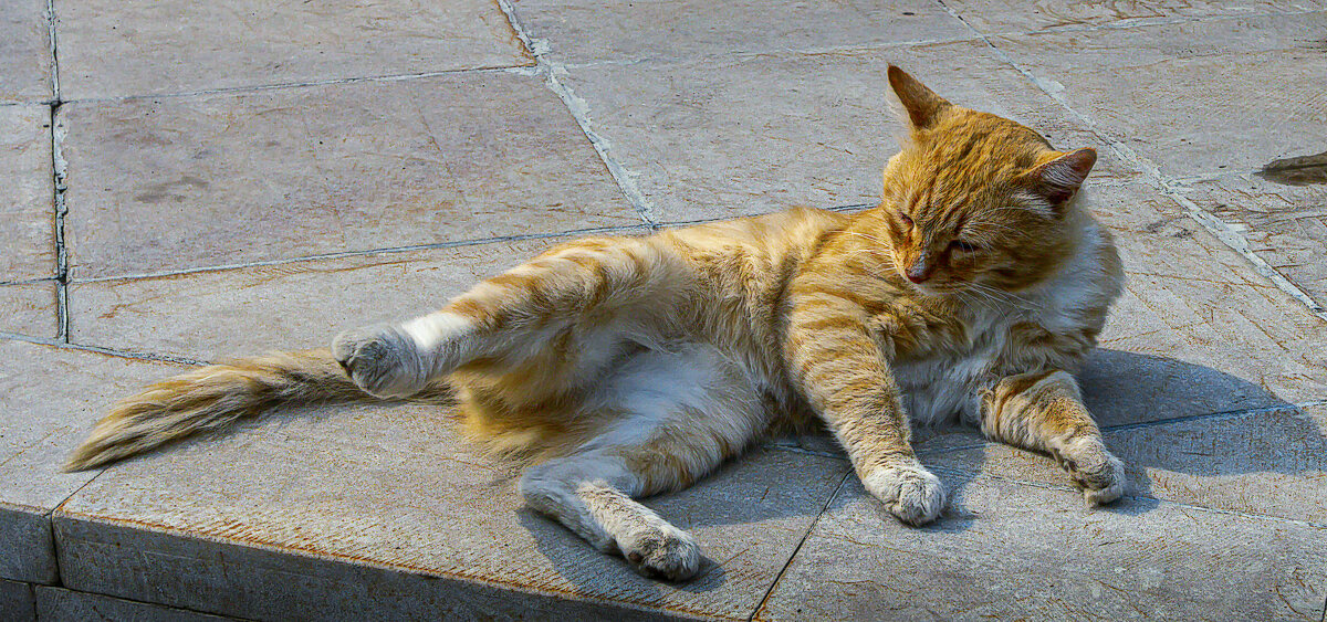 Анатолийская кошка - Aleksey Afonin