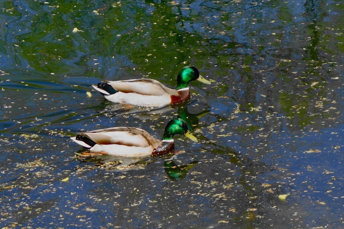 Селезни - Рита Симонова