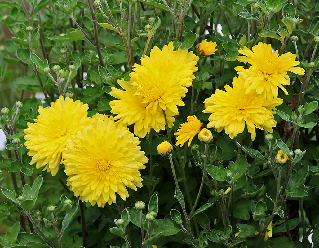 Сентябрьские солнечные - Светлана 