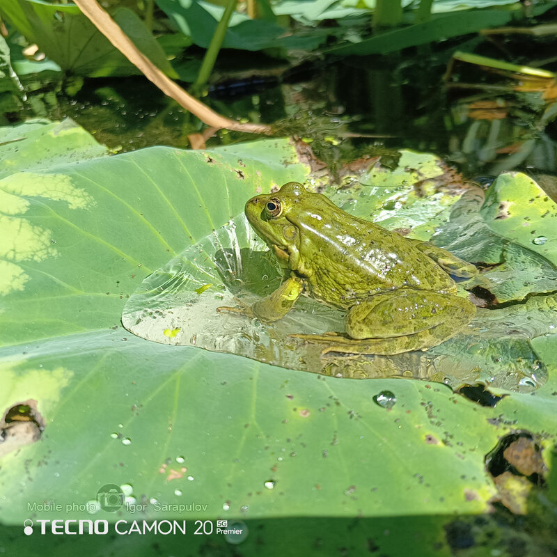 Лягушка из мультика про Дюймовочку. - Игорь Сарапулов