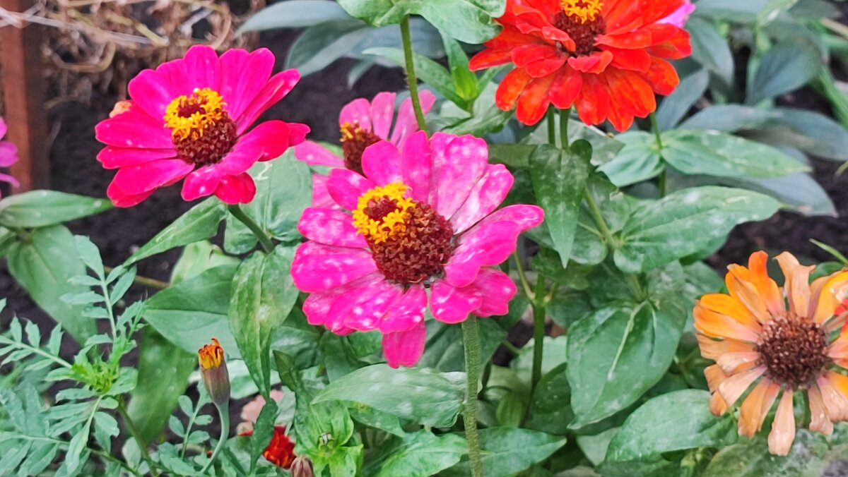 ,,, - Сергей Тимоновский