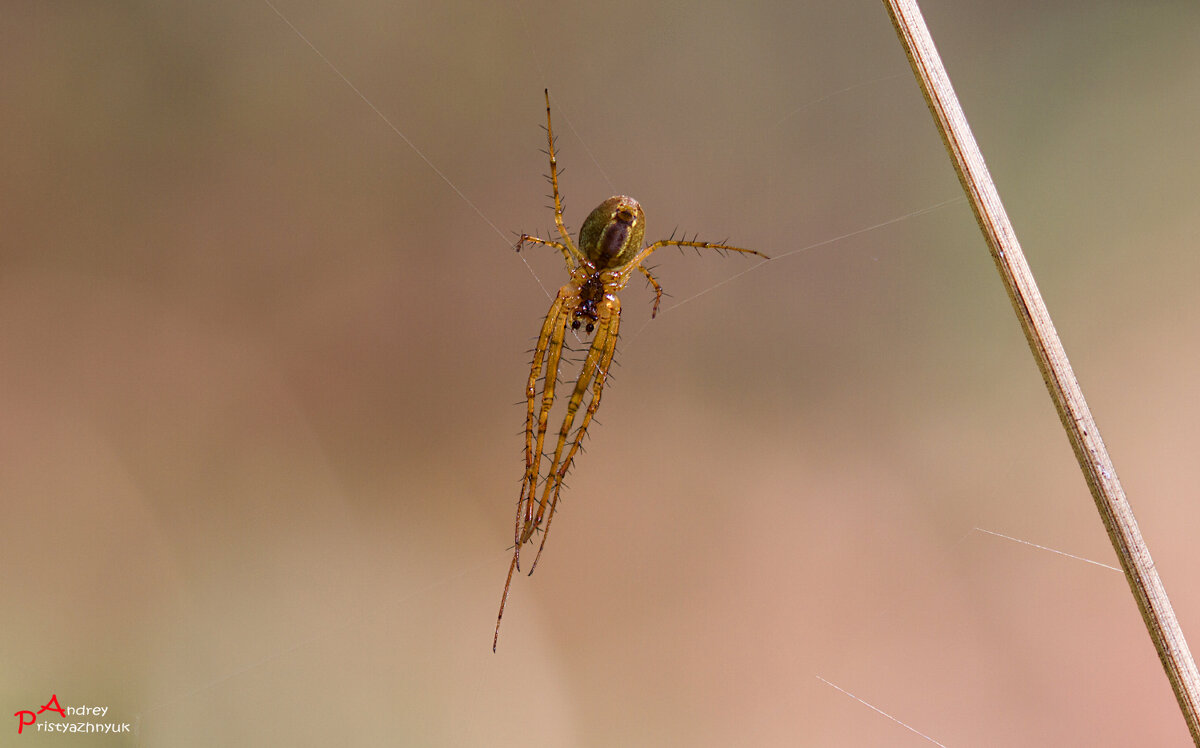 На охоте - Андрей Пристяжнюк