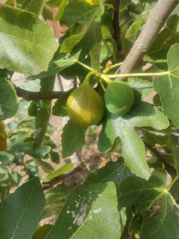 Инжир - Ирэн 