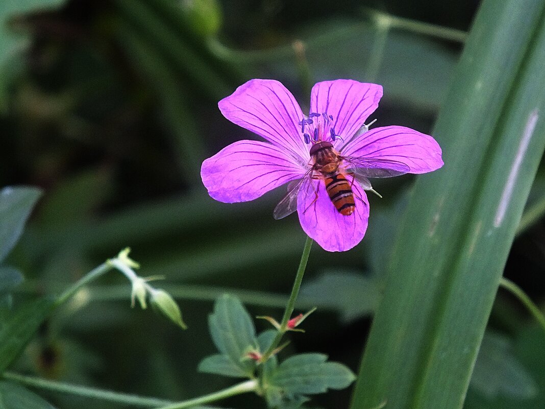 ** - Зоя Мишина