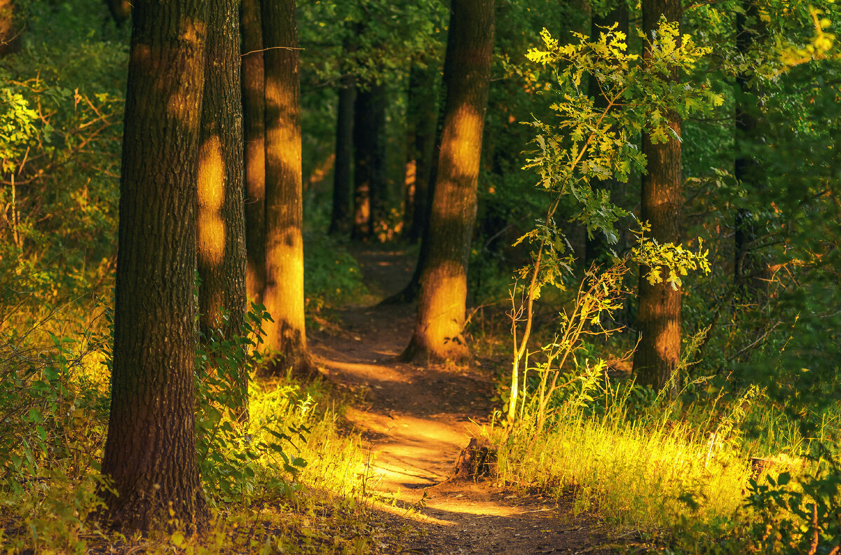 ... - Сергей Лысенко