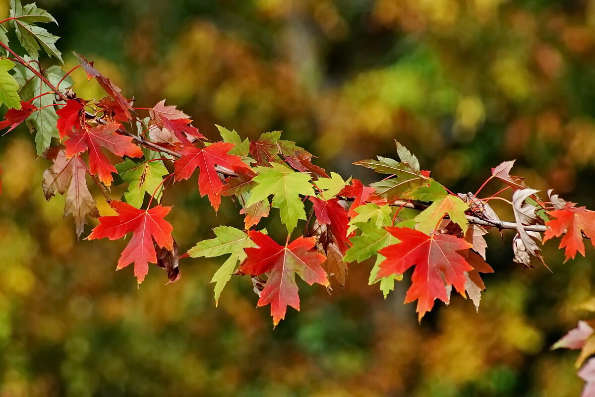 Осенняя пора... - Николай Саржанов