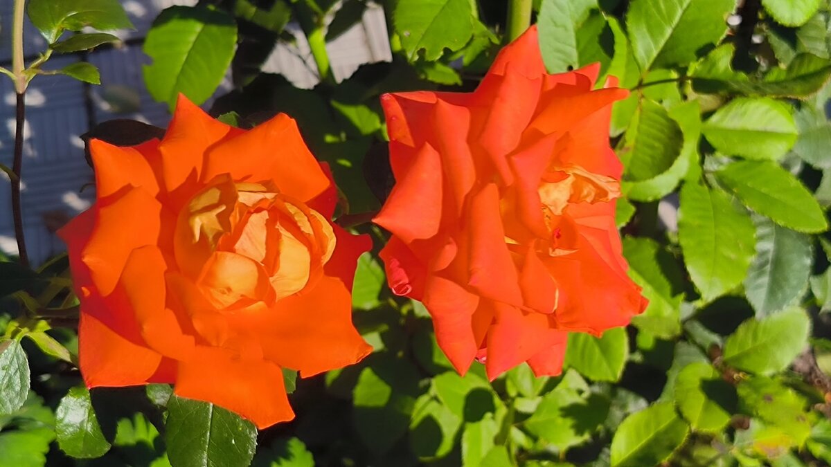 Яркие краски августа. - Ольга 