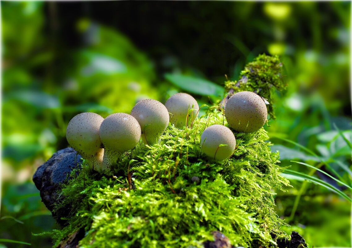 *** - Олег Алексеев