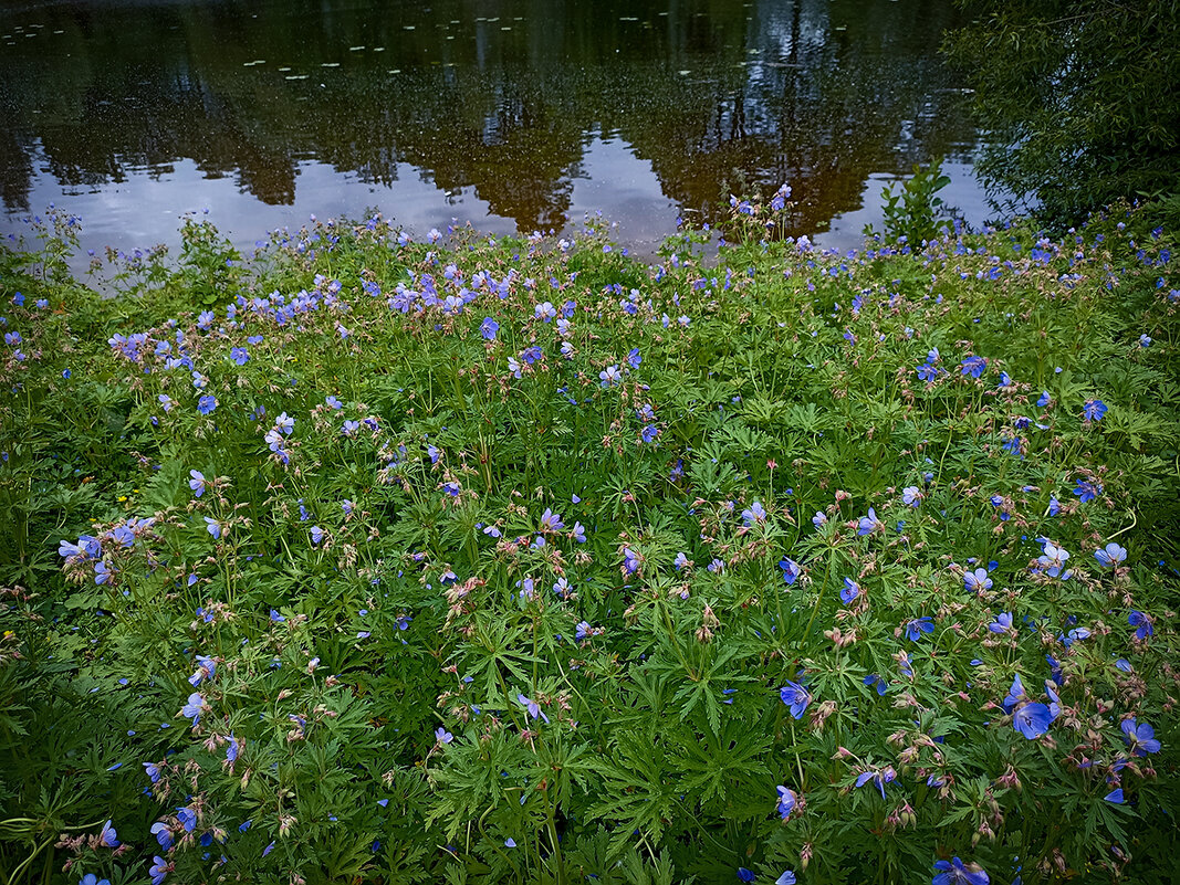 Цветёт герань луговая. - Лилия *