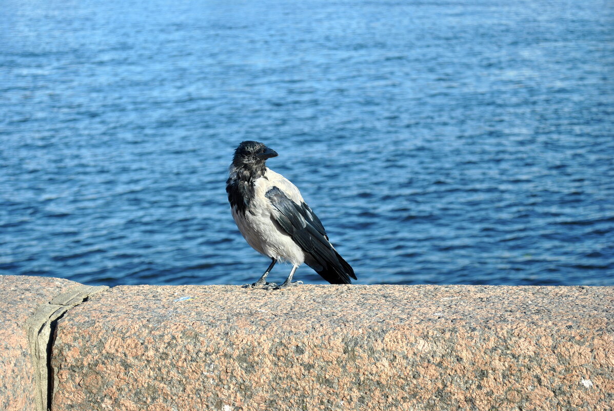 "Да, серая ворона, но в душе я - чайка!" - AleksSPb Лесниченко