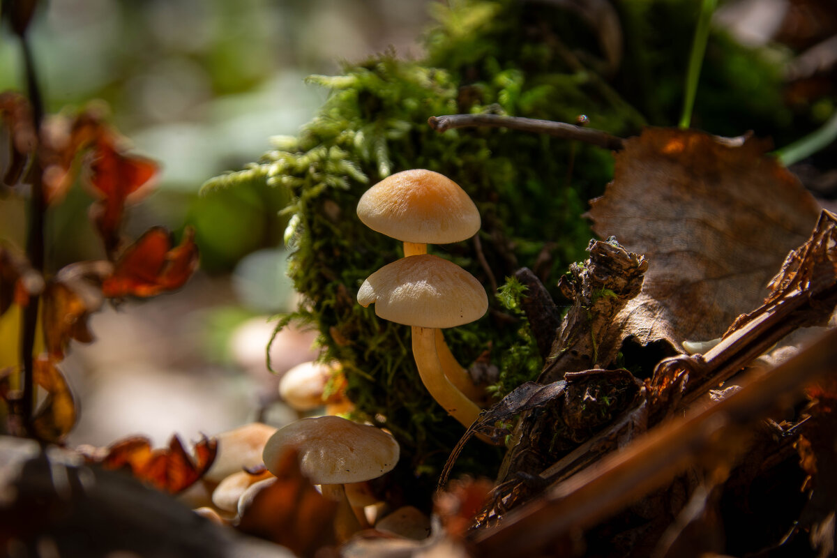 Ездил за опятами, попались только поганки. - Владимир Мигонькин