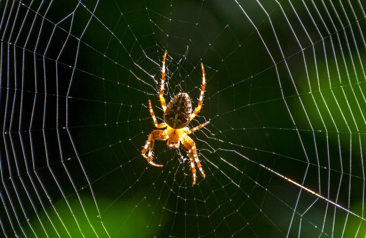 В ожидании добычи - Наталья Димова