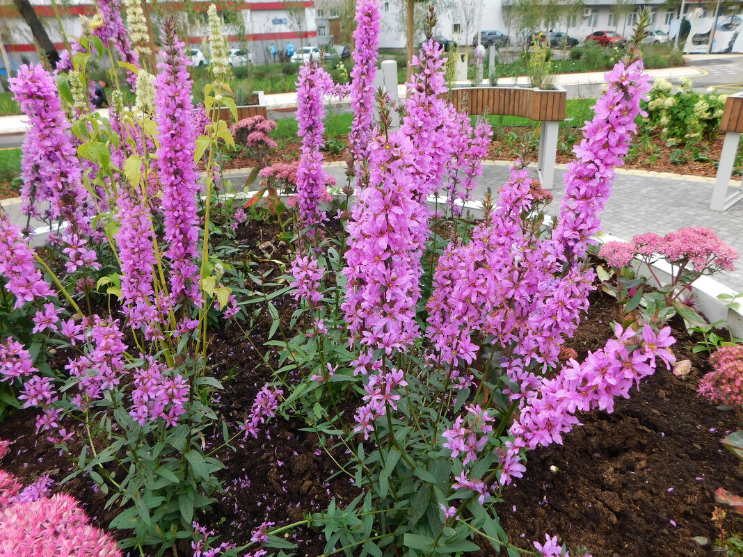 Дербенник иволистный - Наиля Дербенник иволистный - Наиля