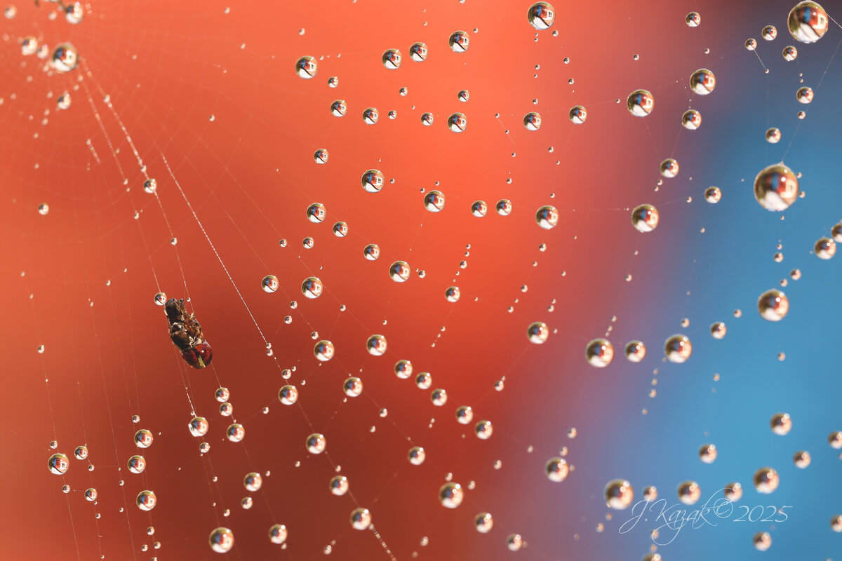 *** - Елена Kазак (selena1965)