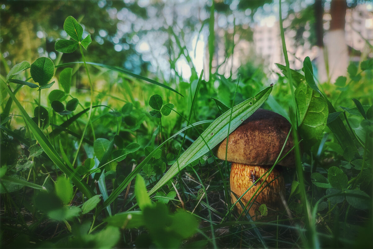 Городские грибы - AZ east3