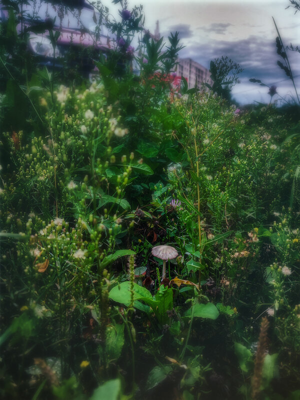 Городские грибы - AZ east3