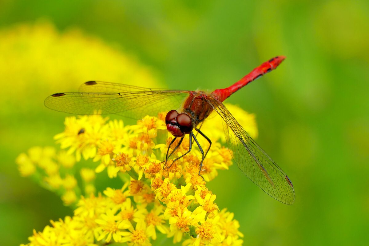 опять про стрекоз 4 - Александр Прокудин опять про стрекоз 4 - Александр Прокудин