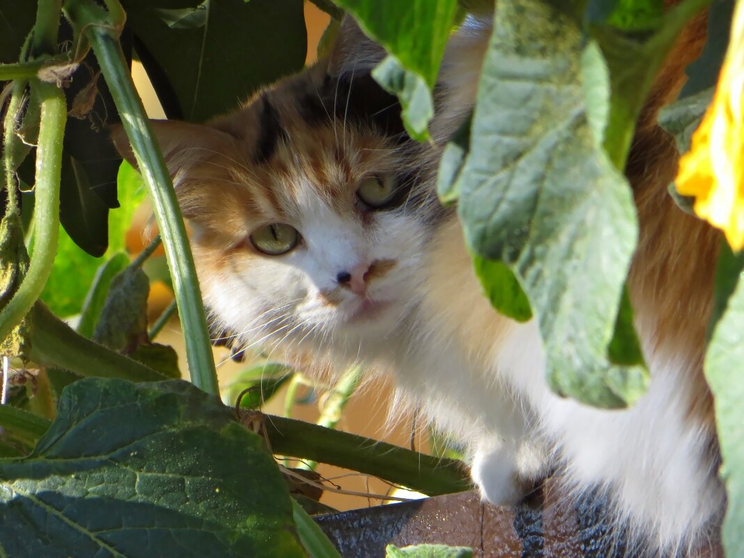 Думает, что спряталась - Татьяна Смоляниченко