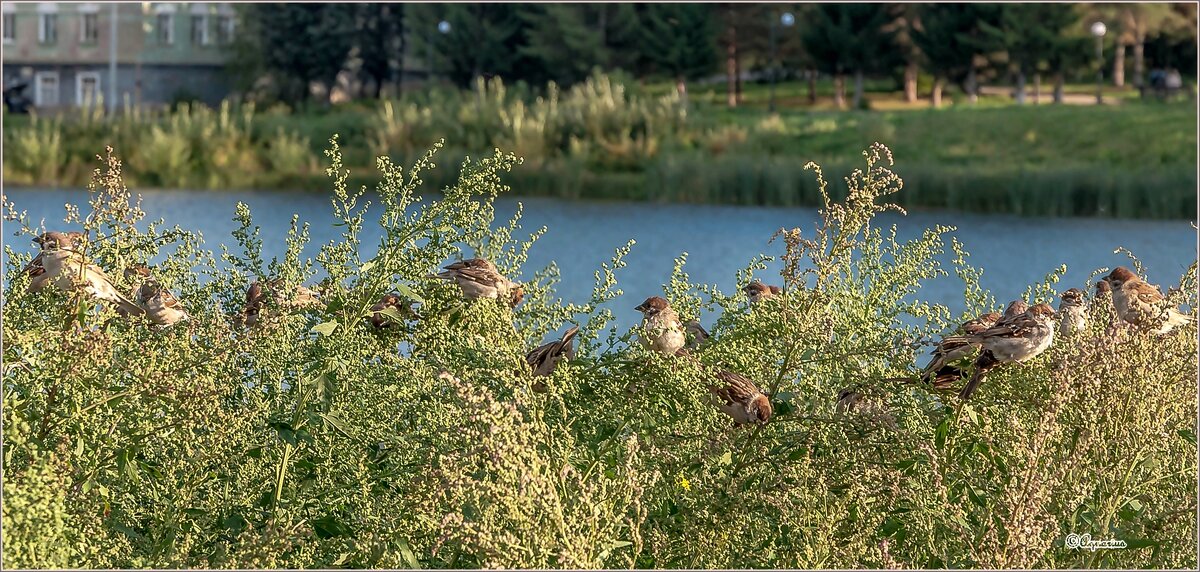 Сентябрьские посиделки... - Aquarius - Сергей