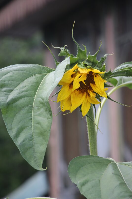 Про подсолнух - Наталья Герасимова