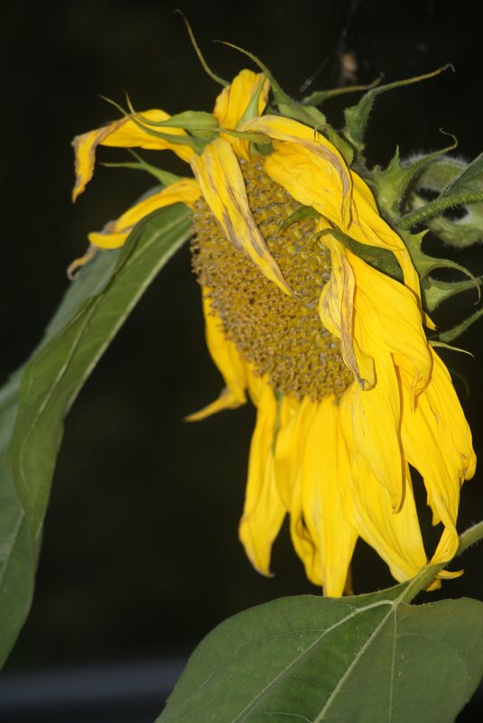 Про подсолнух - Наталья Герасимова